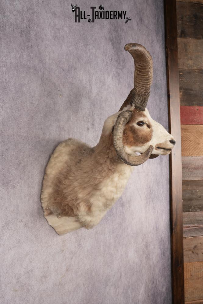 Jacobs Four Horn Sheep SKU 3241 - Image 5