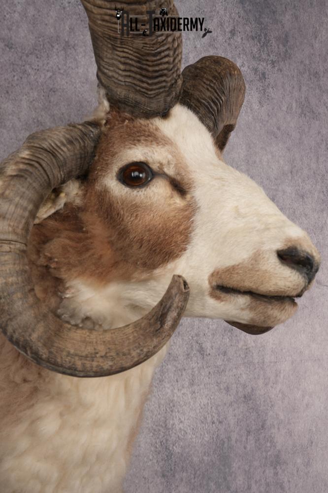 Jacobs Four Horn Sheep SKU 3241 - Image 4