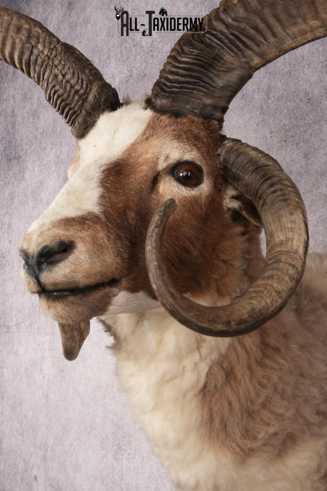 Jacobs Four Horn Sheep SKU 3241 - Image 3