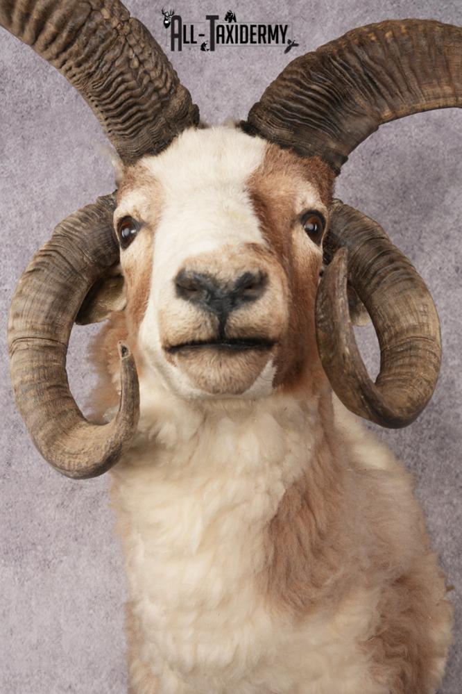 Jacobs Four Horn Sheep SKU 3241 - Image 2