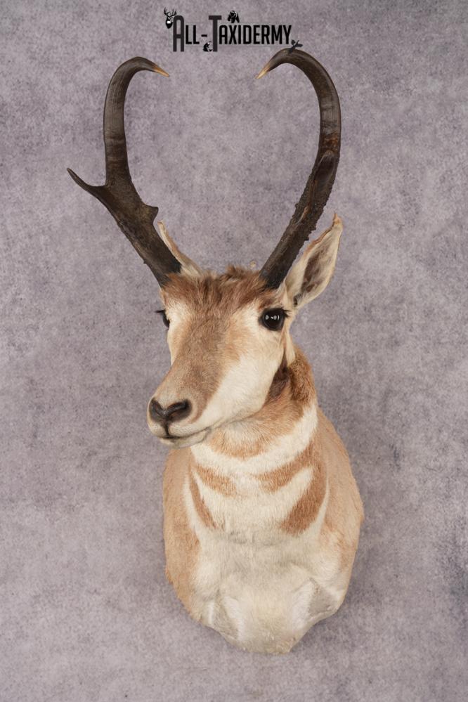 Pronghorn Antelope SKU 3222