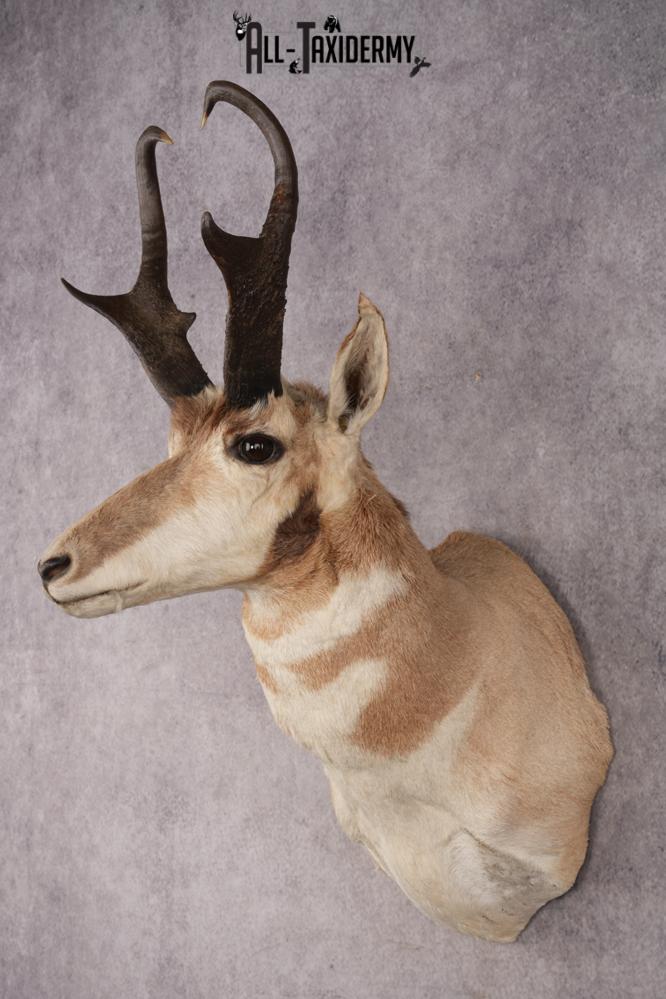 Pronghorn Antelope SKU 3222 - Image 6