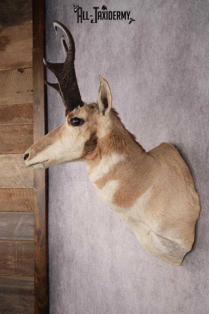 Pronghorn Antelope SKU 3222 - Image 5