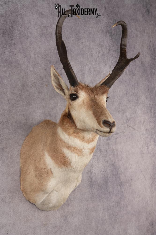 Pronghorn Antelope SKU 3222 - Image 4