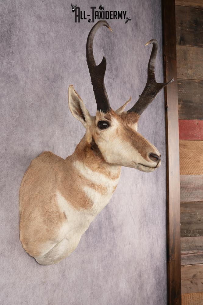 Pronghorn Antelope SKU 3222 - Image 3