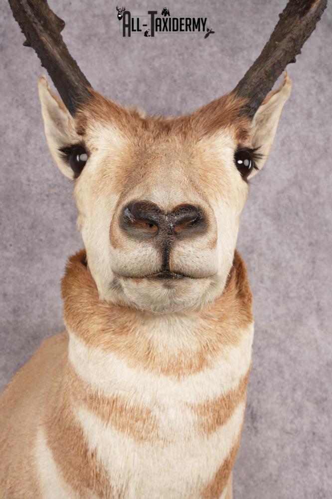 Pronghorn Antelope SKU 3222 - Image 2