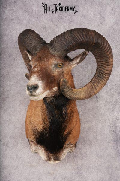 Mouflon Sheep SKU 3239