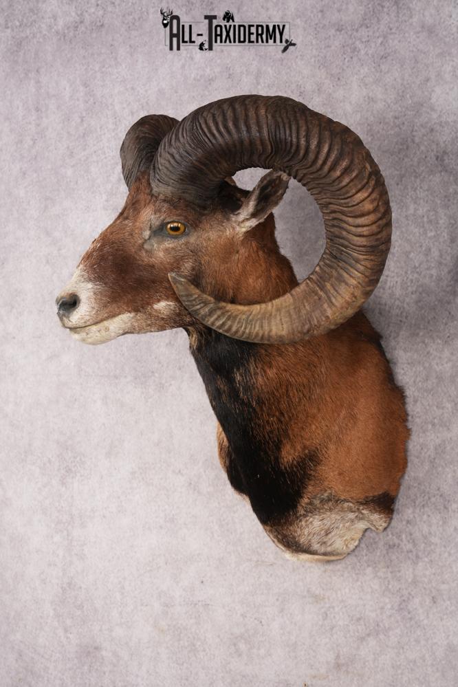 Mouflon Sheep SKU 3239 - Image 8