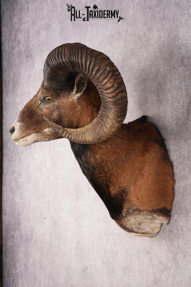 Mouflon Sheep SKU 3239 - Image 7
