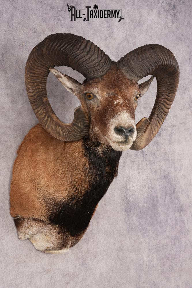 Mouflon Sheep SKU 3239 - Image 6