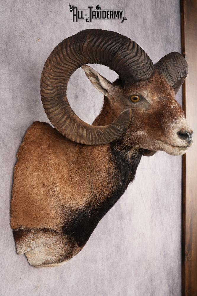 Mouflon Sheep SKU 3239 - Image 5
