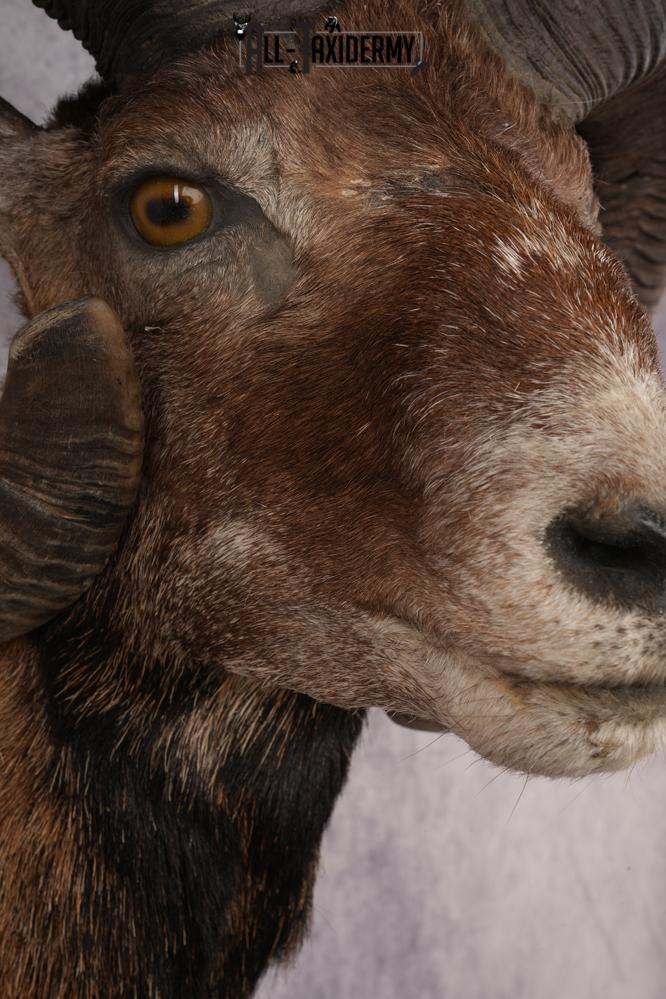 Mouflon Sheep SKU 3239 - Image 4