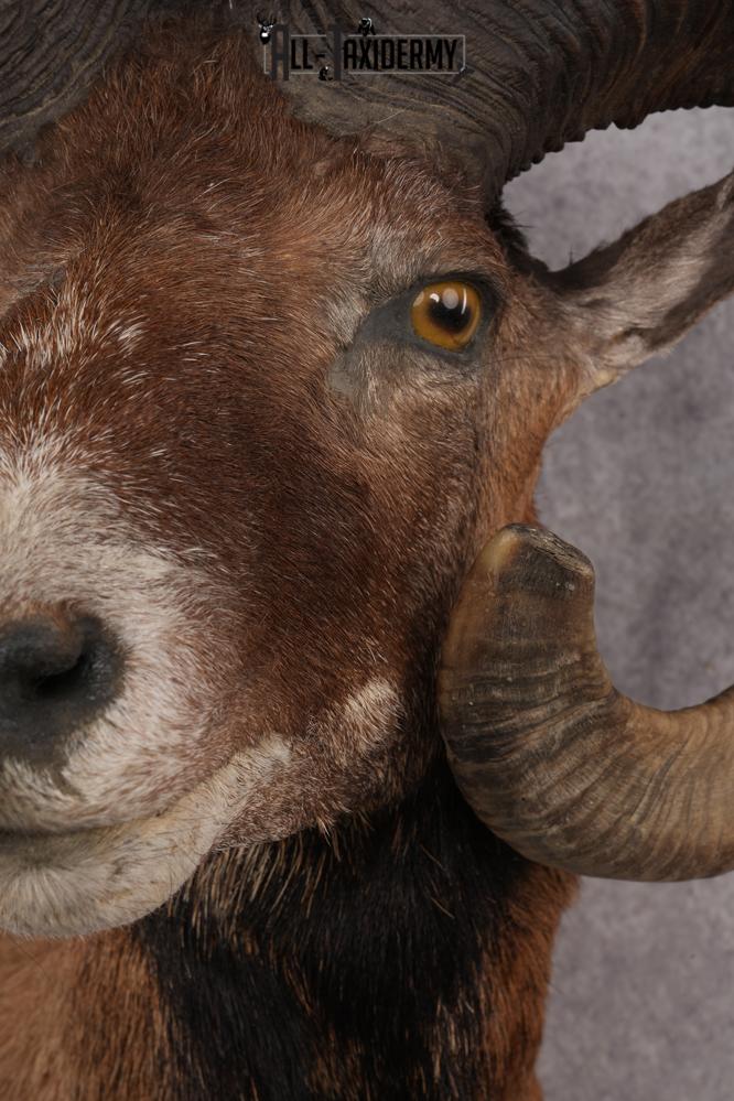 Mouflon Sheep SKU 3239 - Image 3