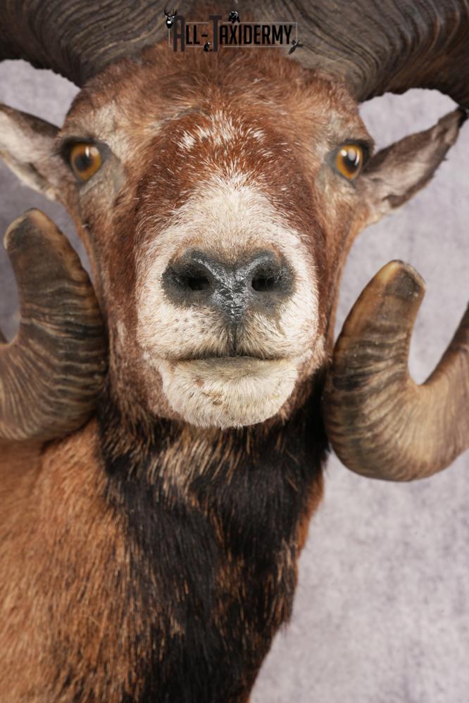 Mouflon Sheep SKU 3239 - Image 2