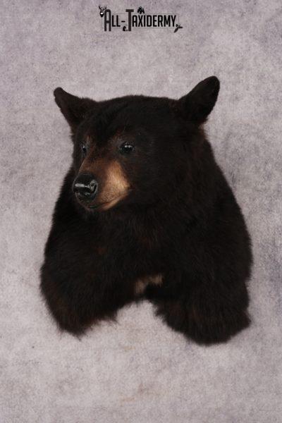 Black Bear Shoulder Mount SKU 3227