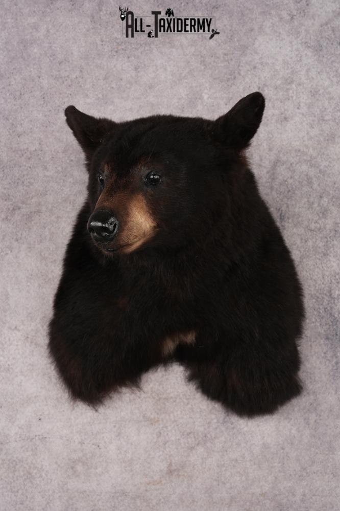 Black Bear Shoulder Mount SKU 3227