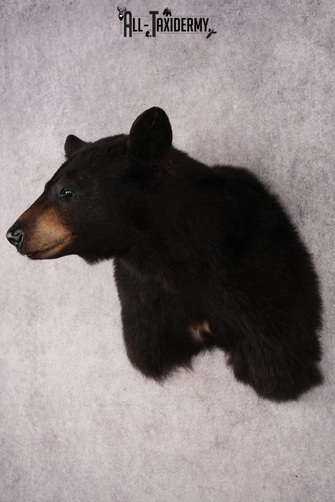 Black Bear Shoulder Mount SKU 3227 - Image 6