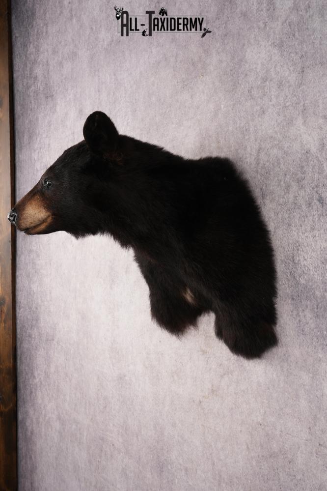 Black Bear Shoulder Mount SKU 3227 - Image 5