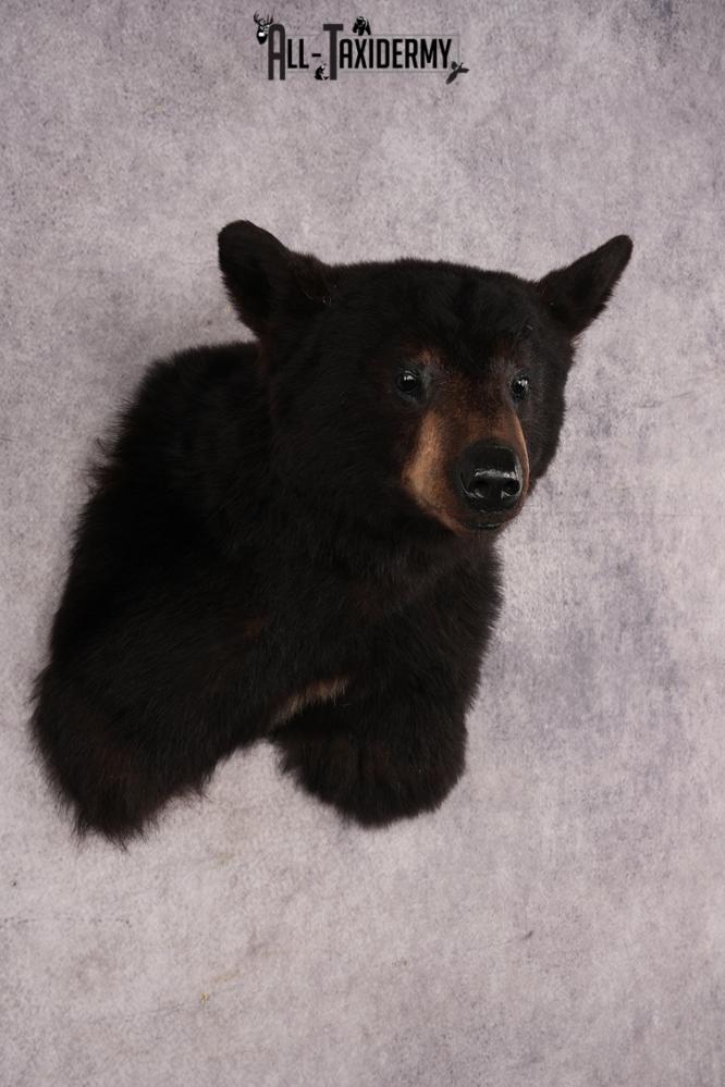 Black Bear Shoulder Mount SKU 3227 - Image 4