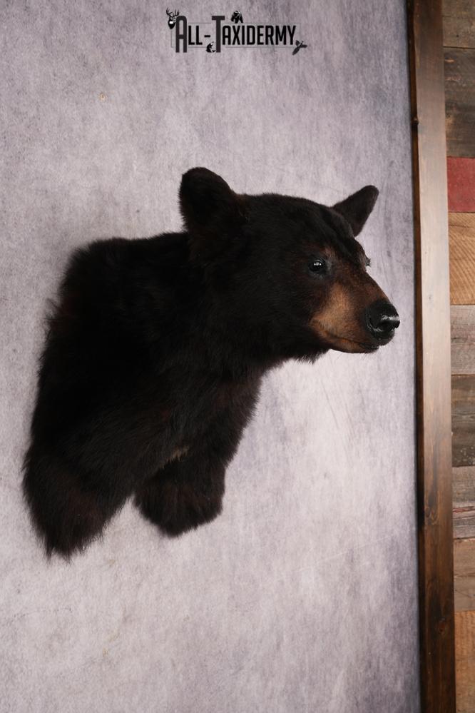 Black Bear Shoulder Mount SKU 3227 - Image 3