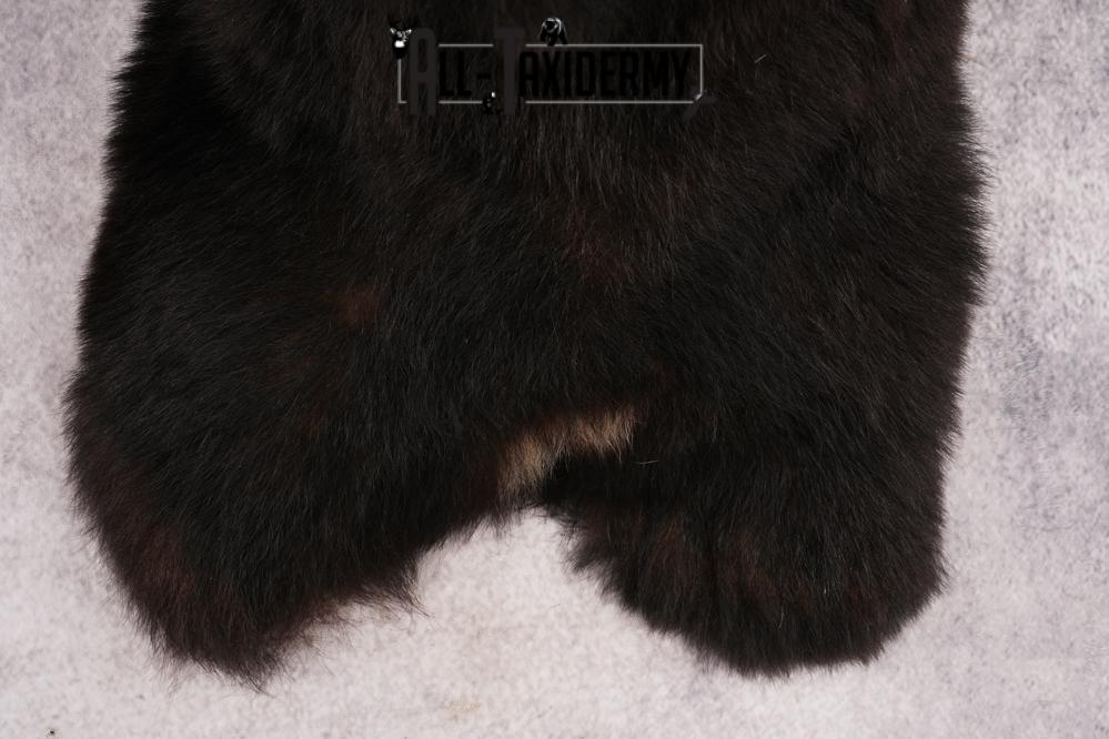 Black Bear Shoulder Mount SKU 3227 - Image 2