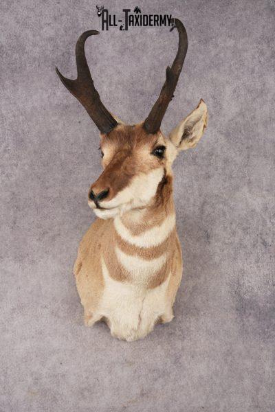 Pronghorn Antelope SKU 3277