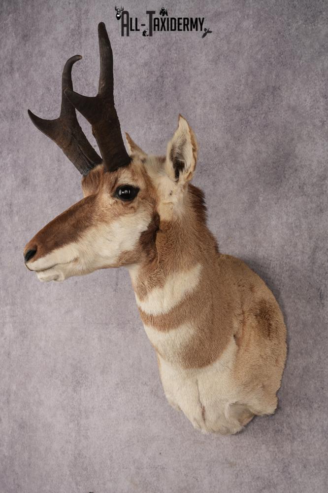 Pronghorn Antelope SKU 3277 - Image 8