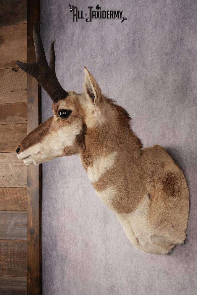 Pronghorn Antelope SKU 3277 - Image 7