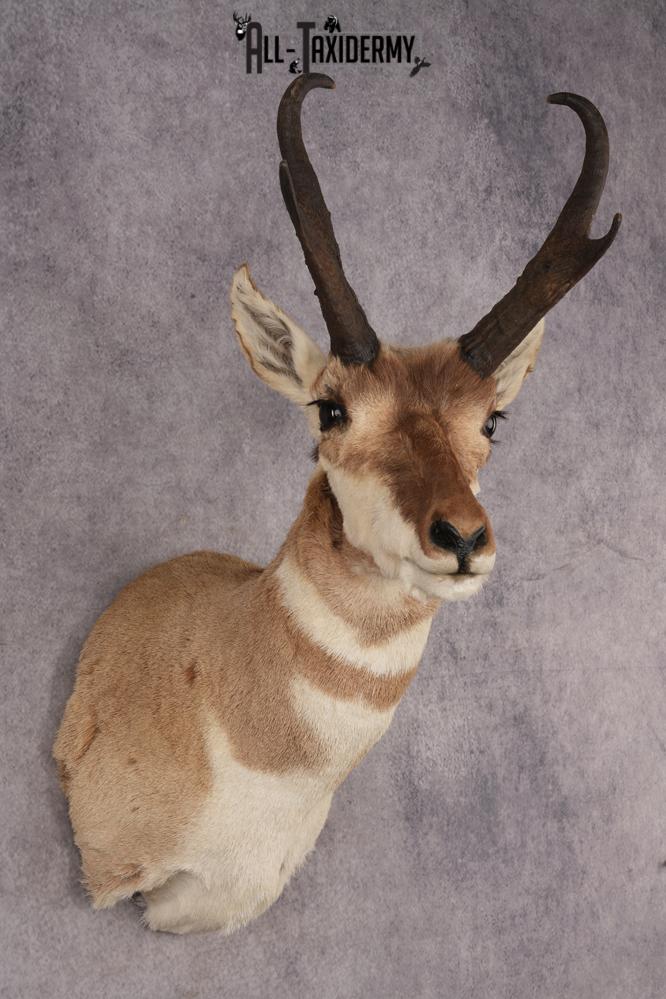 Pronghorn Antelope SKU 3277 - Image 6