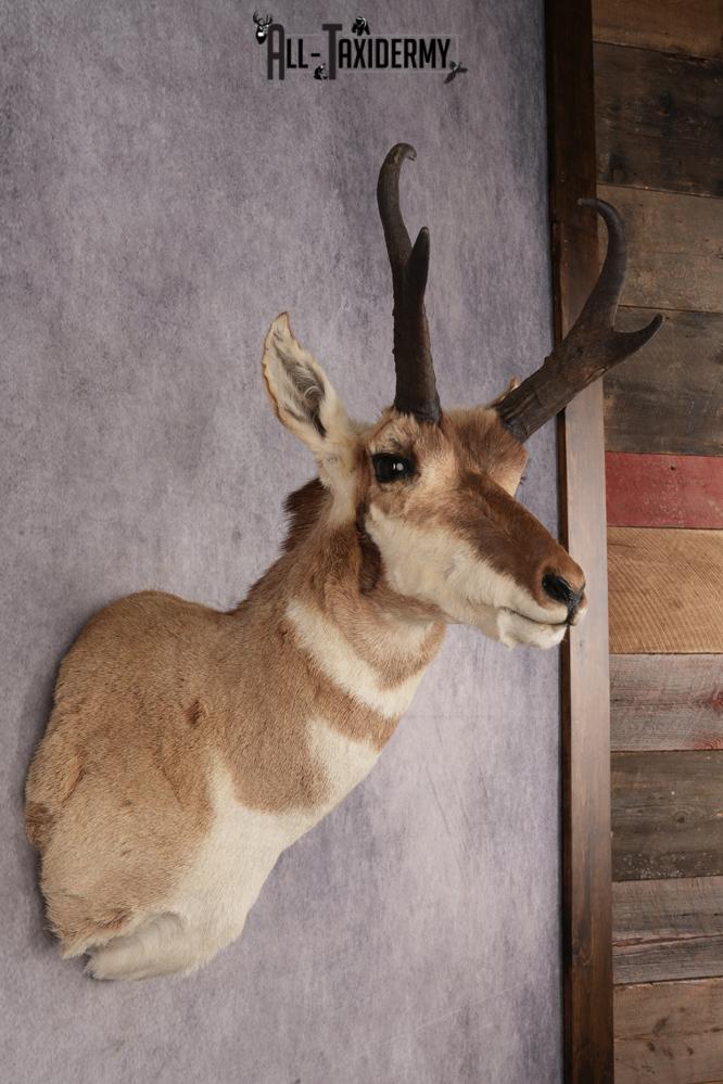 Pronghorn Antelope SKU 3277 - Image 5