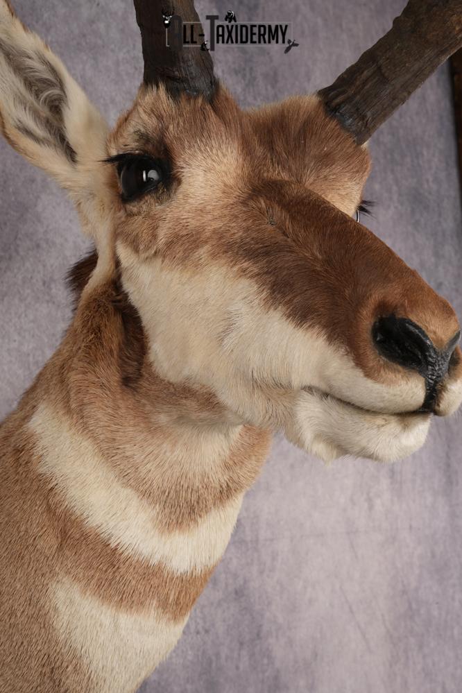 Pronghorn Antelope SKU 3277 - Image 4