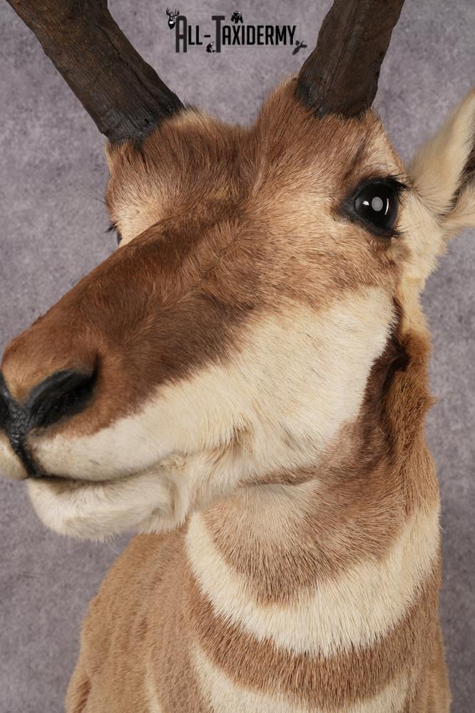 Pronghorn Antelope SKU 3277 - Image 3