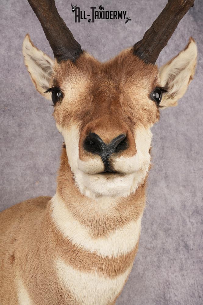 Pronghorn Antelope SKU 3277 - Image 2
