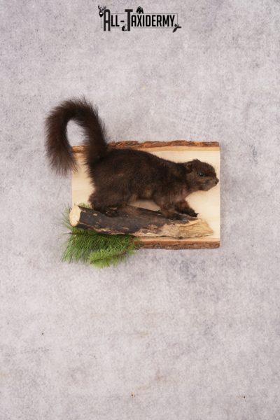 Black Squirrel SKU 3228