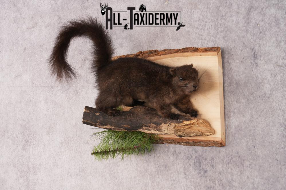 Black Squirrel SKU 3228 - Image 6