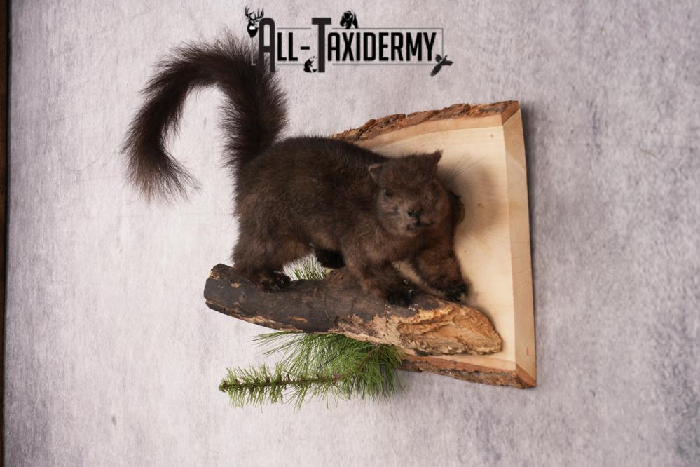 Black Squirrel SKU 3228 - Image 5