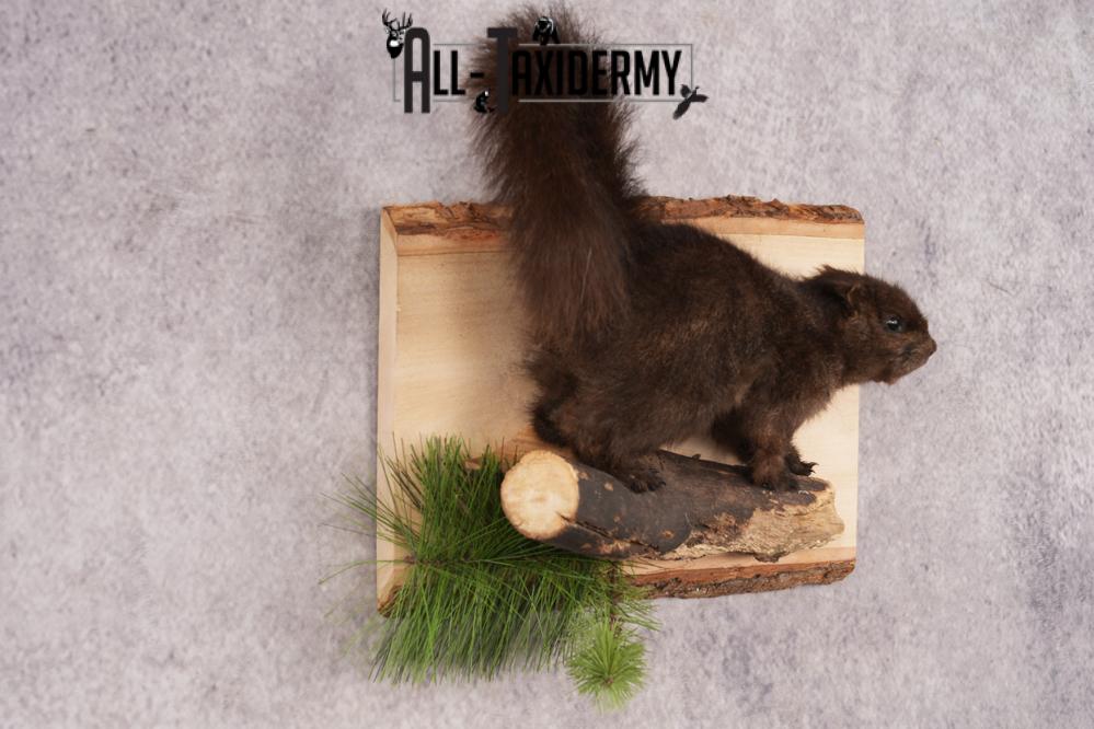 Black Squirrel SKU 3228 - Image 4