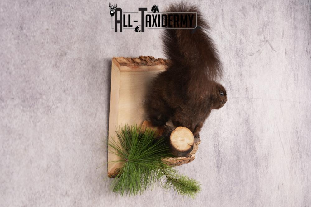 Black Squirrel SKU 3228 - Image 3