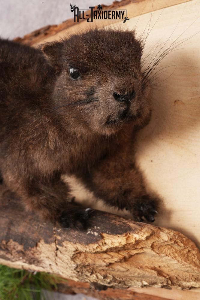 Black Squirrel SKU 3228 - Image 2