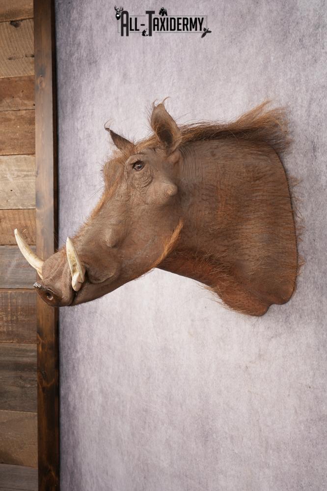 Warthog SKU 3255 - Image 7