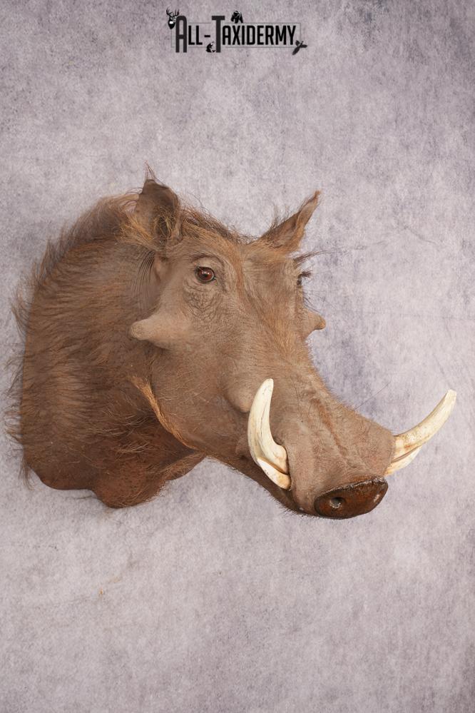 Warthog SKU 3255 - Image 6