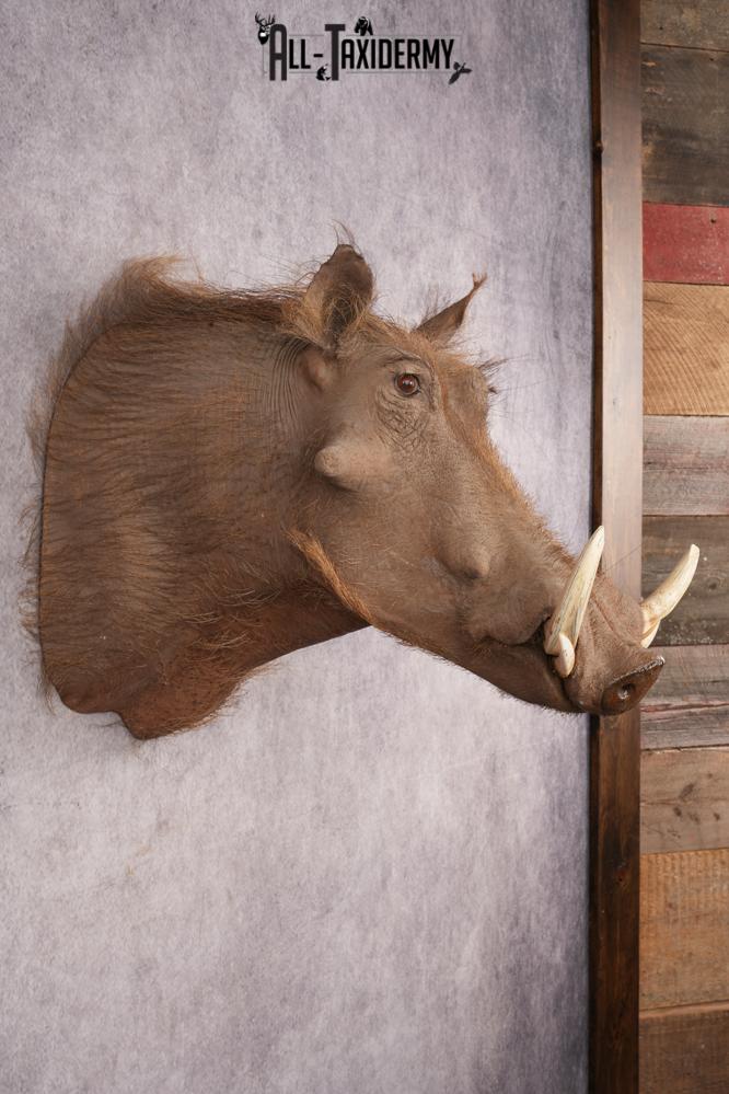 Warthog SKU 3255 - Image 5