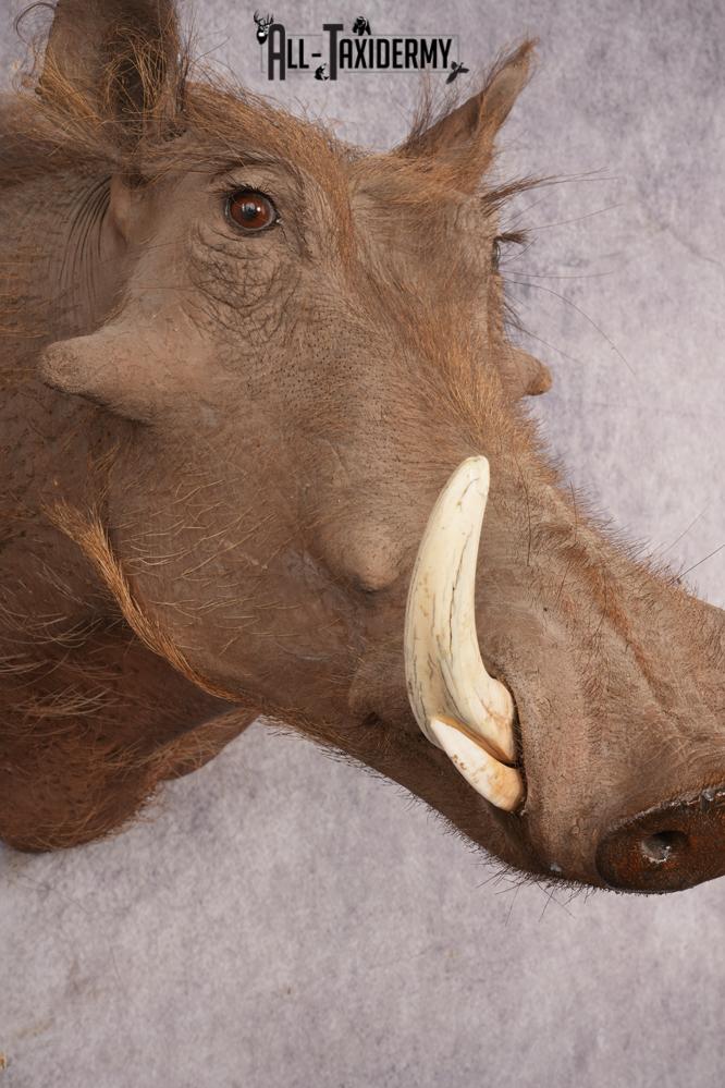 Warthog SKU 3255 - Image 4