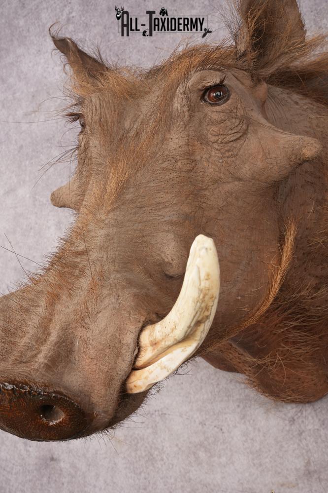 Warthog SKU 3255 - Image 3