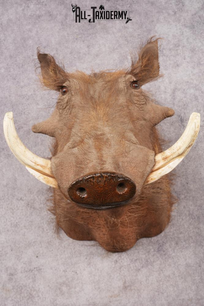 Warthog SKU 3255 - Image 2