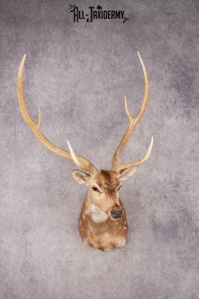 Axis Deer SKU 3273