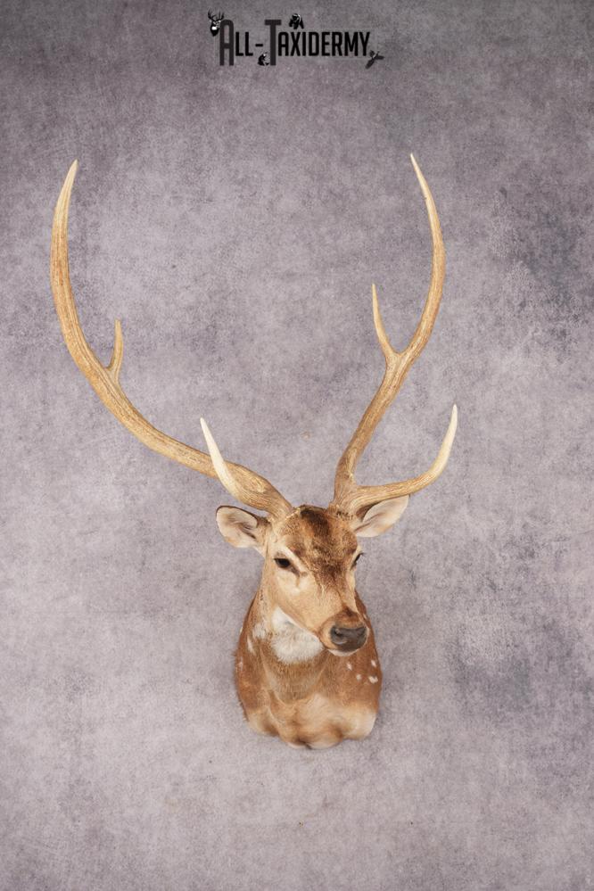Axis Deer SKU 3273
