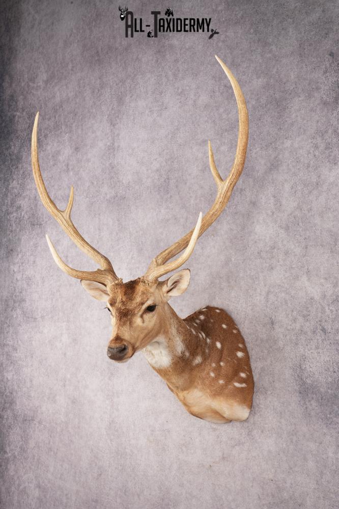 Axis Deer SKU 3273 - Image 10