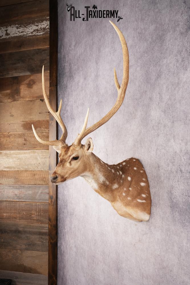 Axis Deer SKU 3273 - Image 9