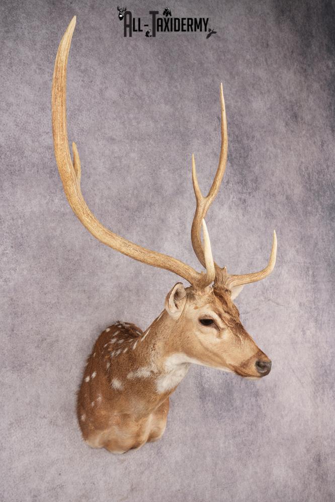 Axis Deer SKU 3273 - Image 8